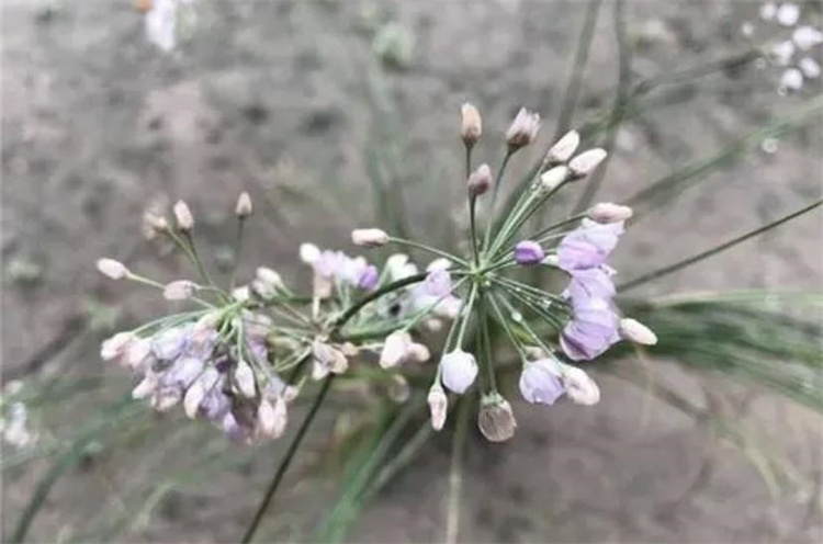 有一种野花，人们只要它的花，叶子是没用的（扎蒙花）