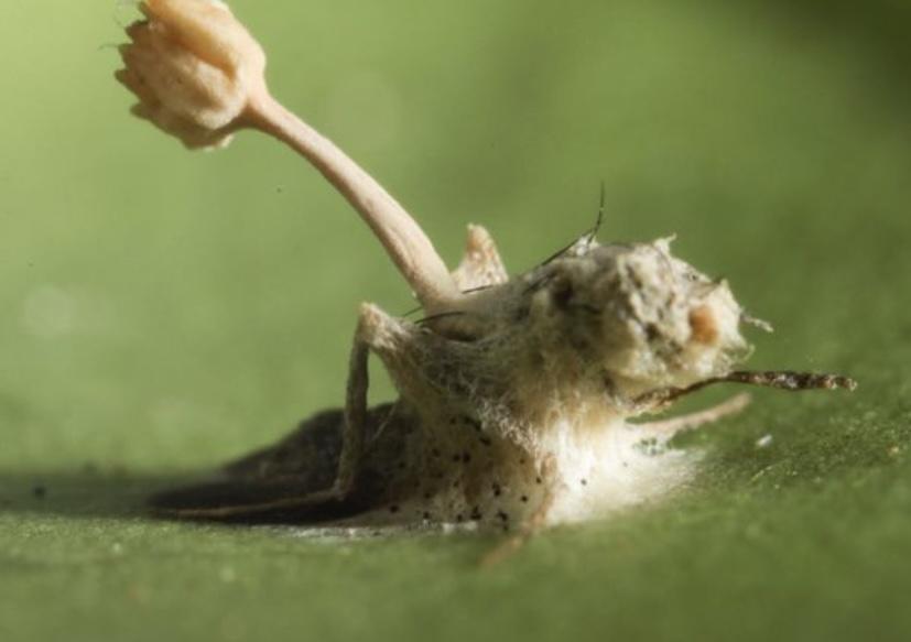 有一种细菌可以操控生物的行动方式，人类是否也会被其感染