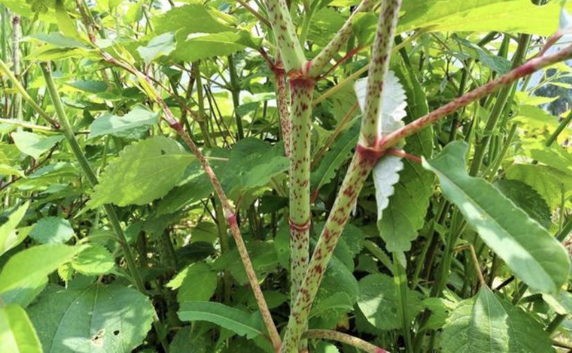 一种植物被人们当作观赏植物，入侵了英国之后，双方展开了漫长斗