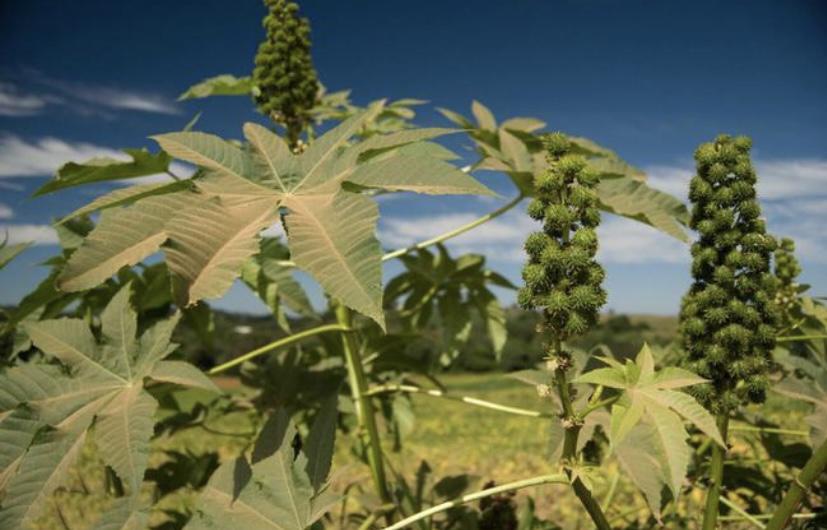 一种十分可怕的植物，单凭几粒就可以将人致死（蓖麻籽）