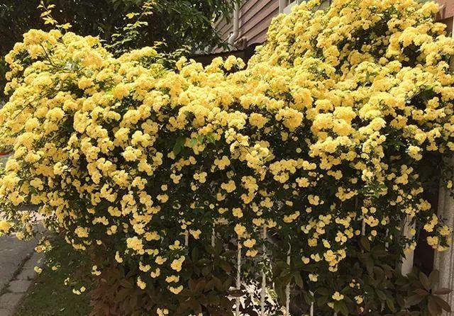 花卉霸主，爬满一整墙，比桂花都香，花期长（木香花）