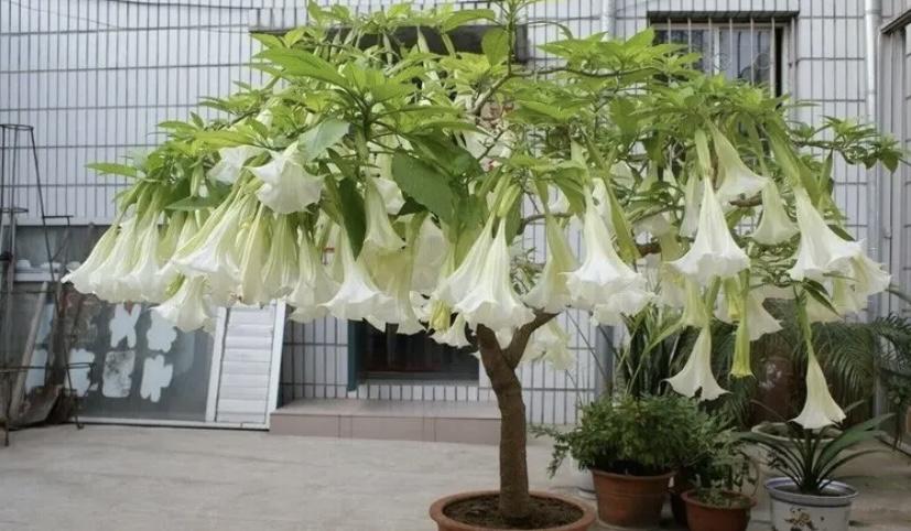 曼陀罗花究竟有没有毒，一女子因误食曼陀罗酒险些酿出大祸