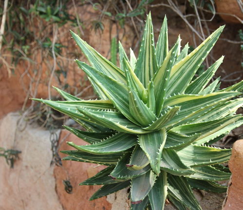 沙漠真的是一片荒芜？但其实也有十几亿植物（沙漠植物）