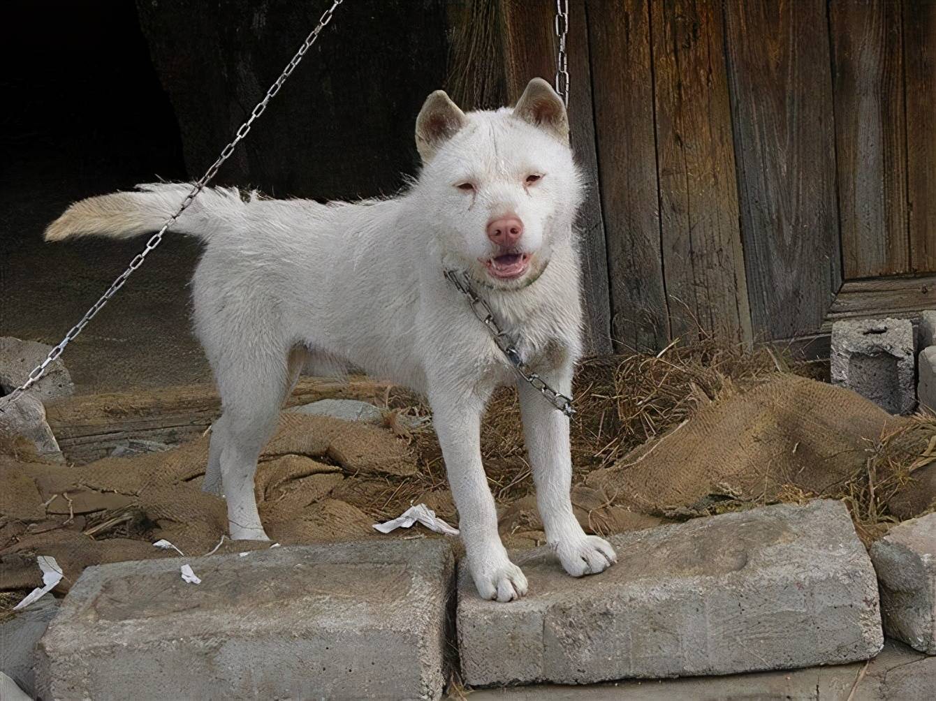 我国最知名的猎犬之一，被当地人称为“野猪克星”（下司犬）