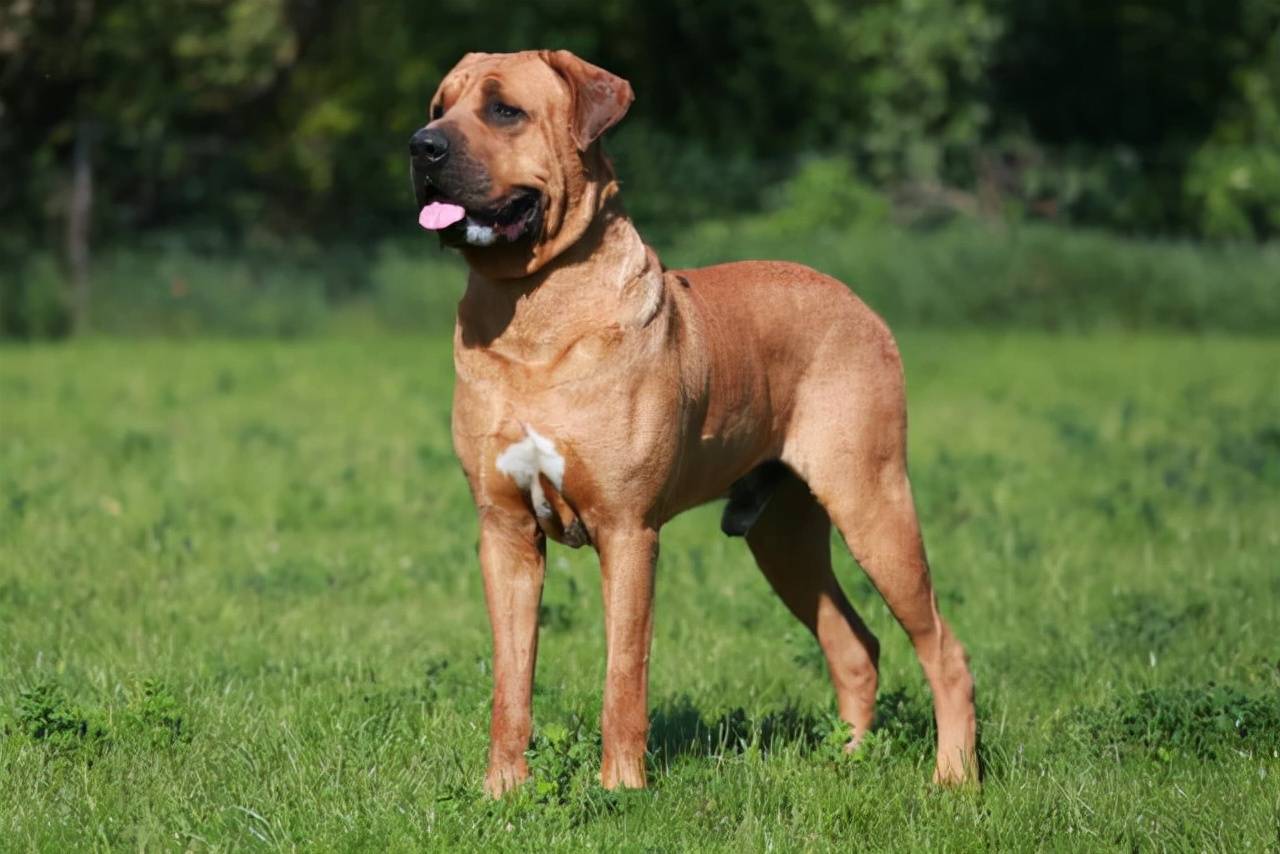 猛犬中的王者，让野兽也要害怕（土佐犬）