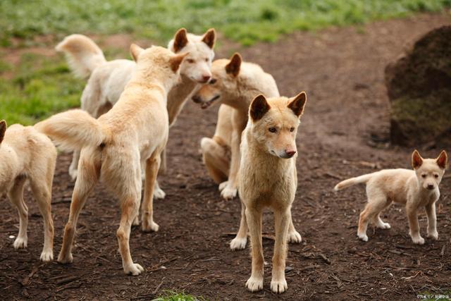 澳洲野犬打败了袋狼，但也命运变得多舛（物种入侵）