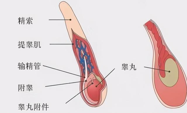 男人“好色”有了科学依据？科学家发现男性拥两个“大脑”？