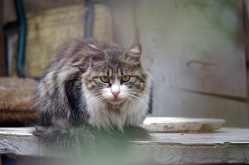 野猫“入侵”澳洲，令当地人谈猫色变（物种入侵）