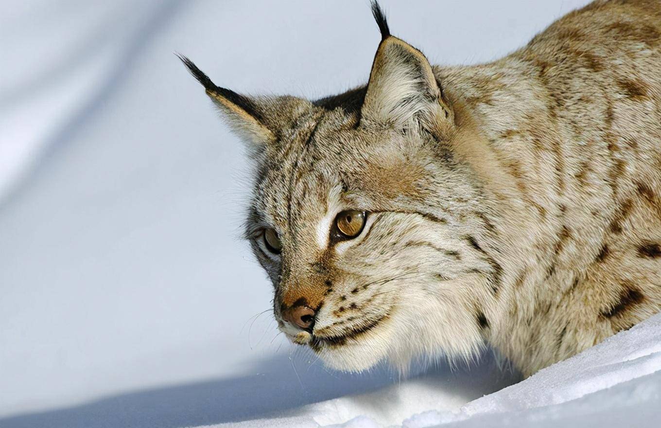 猞猁连藏獒都打得过？那它能不能打赢雪豹（野兽战力）