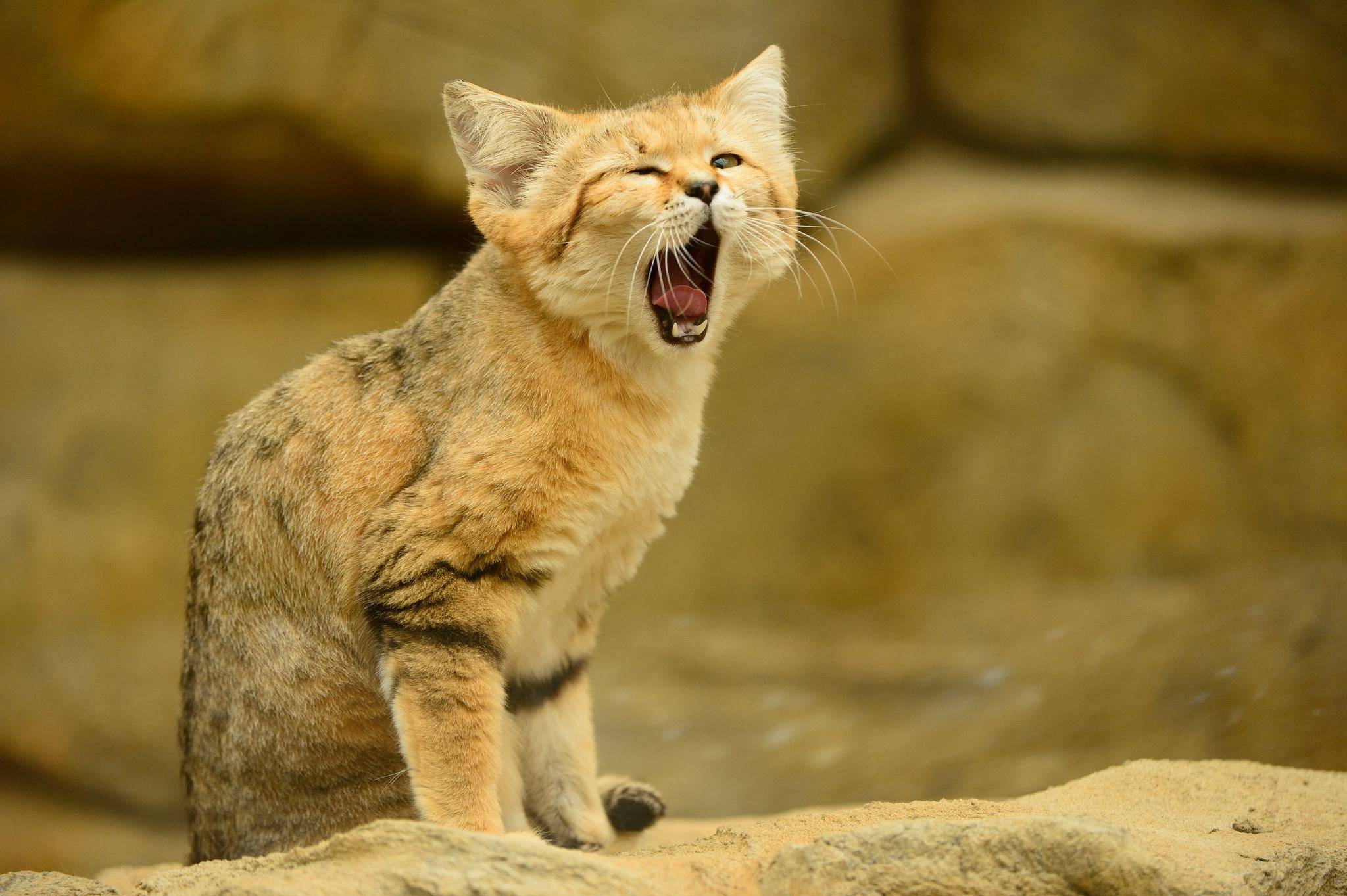 俗称“胖脸猫”的野生小猫动物，体型很小脸却大（沙丘猫）