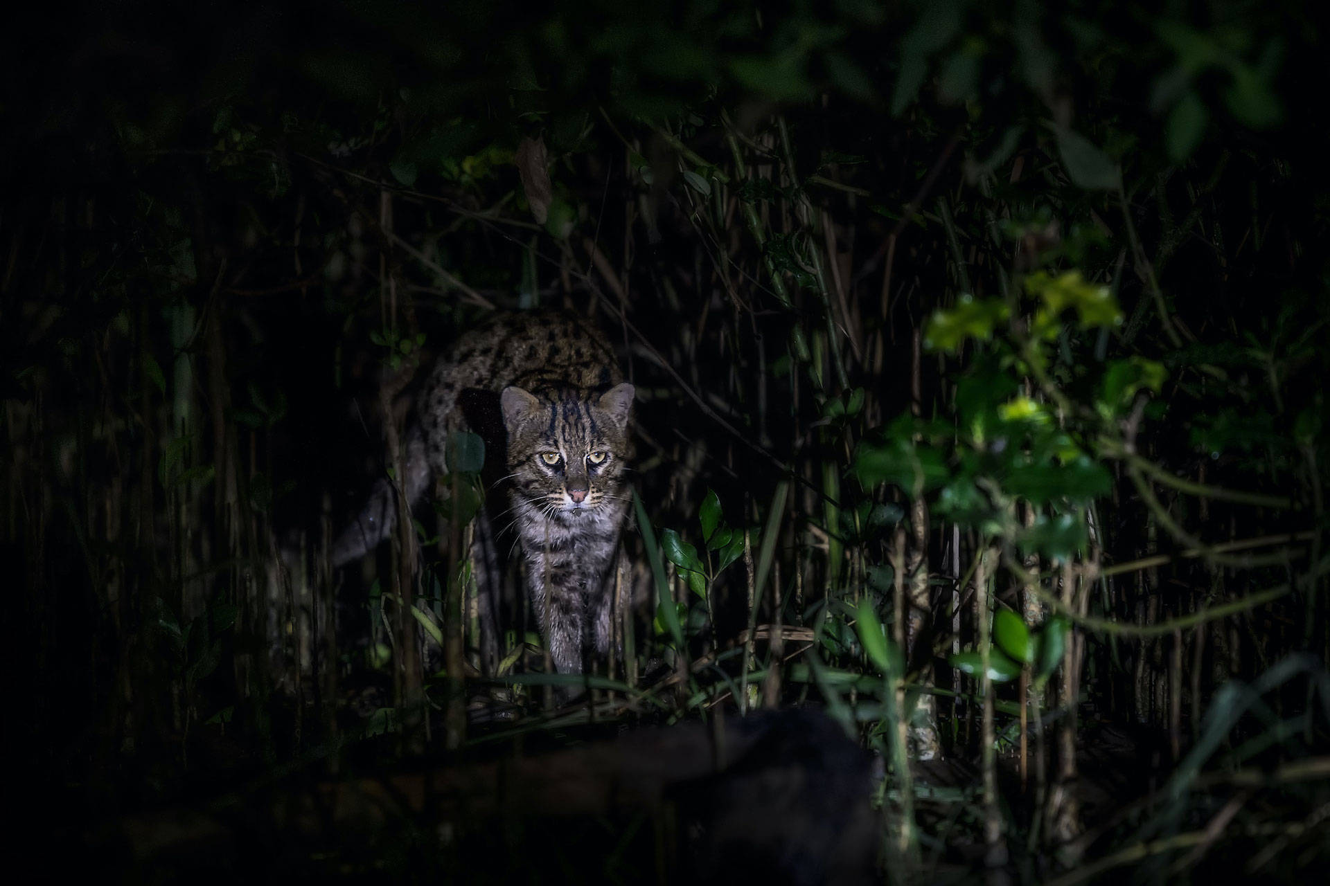 脾气很大的猫猫，凶狠程度不输平头哥（渔猫）