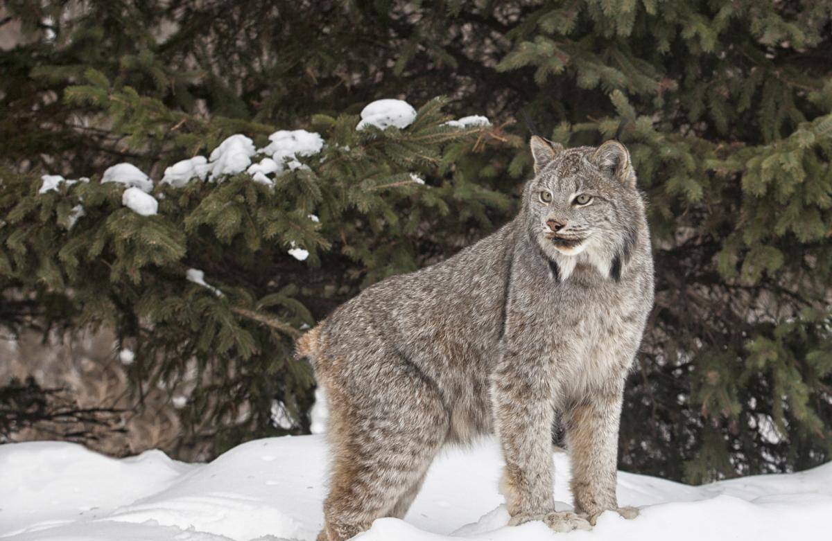 为何越来越多像雪豹、猞猁，开始了群居行动（适应环境）