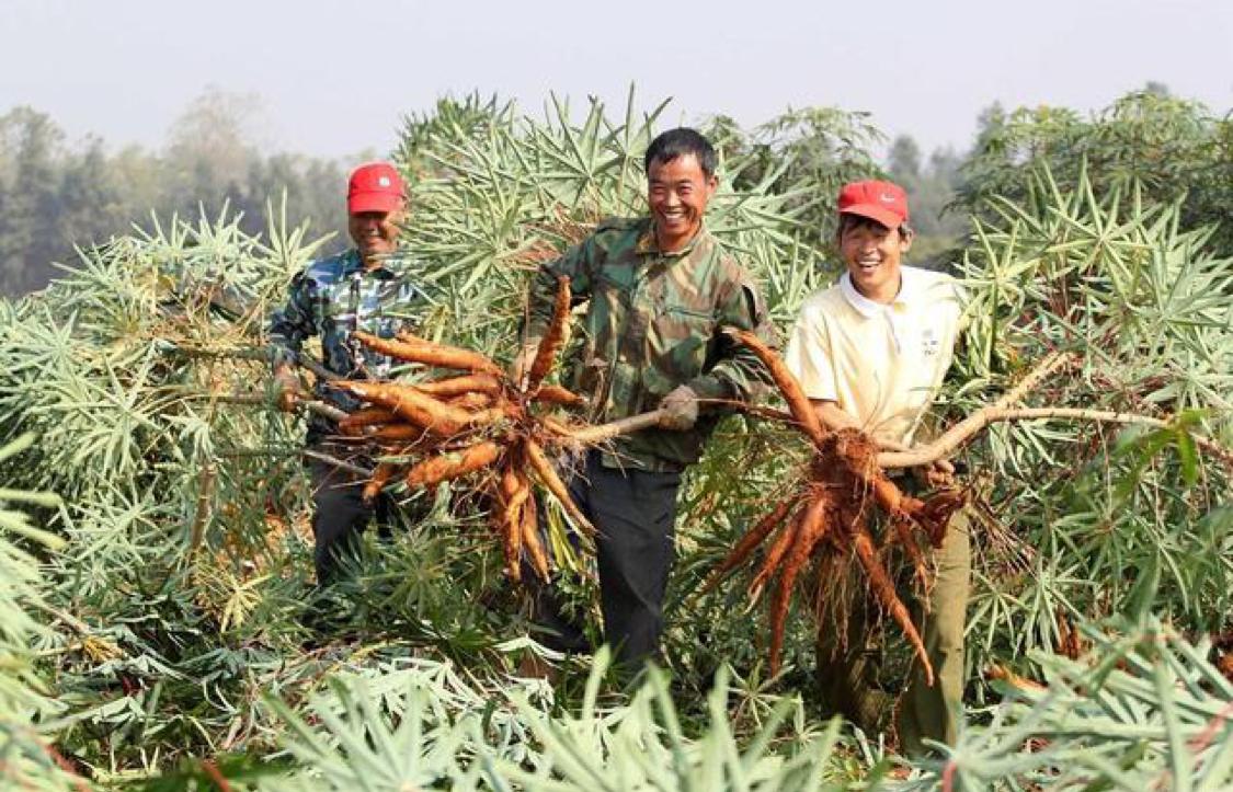 有一种植物能毒死人，却因其高产量，成了全球10亿人口的主食