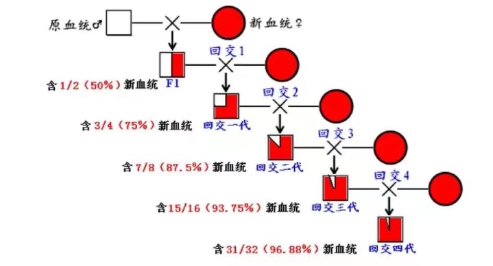 人类操纵动物进行回交，回交竟然还有很多人不知道的好处