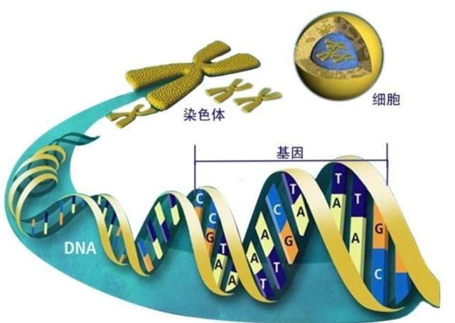 人类为什么不能永生？怎么样做才能长寿？（人类都是“打工仔”）