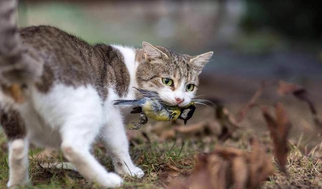 澳大利亚猫咪泛滥，是否可以进化成猛兽（物种入侵）