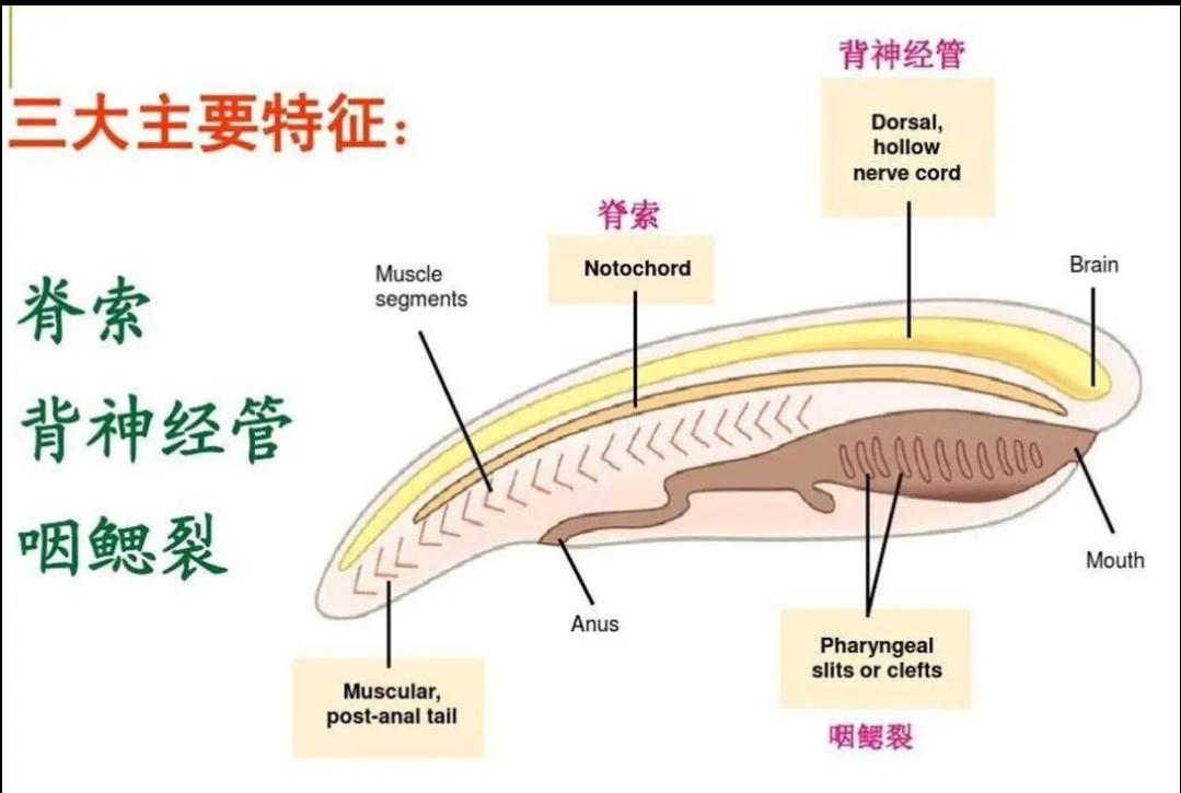 被端上餐桌的一种生物为了生存从动物变成植物宁愿吃掉自己的脑子