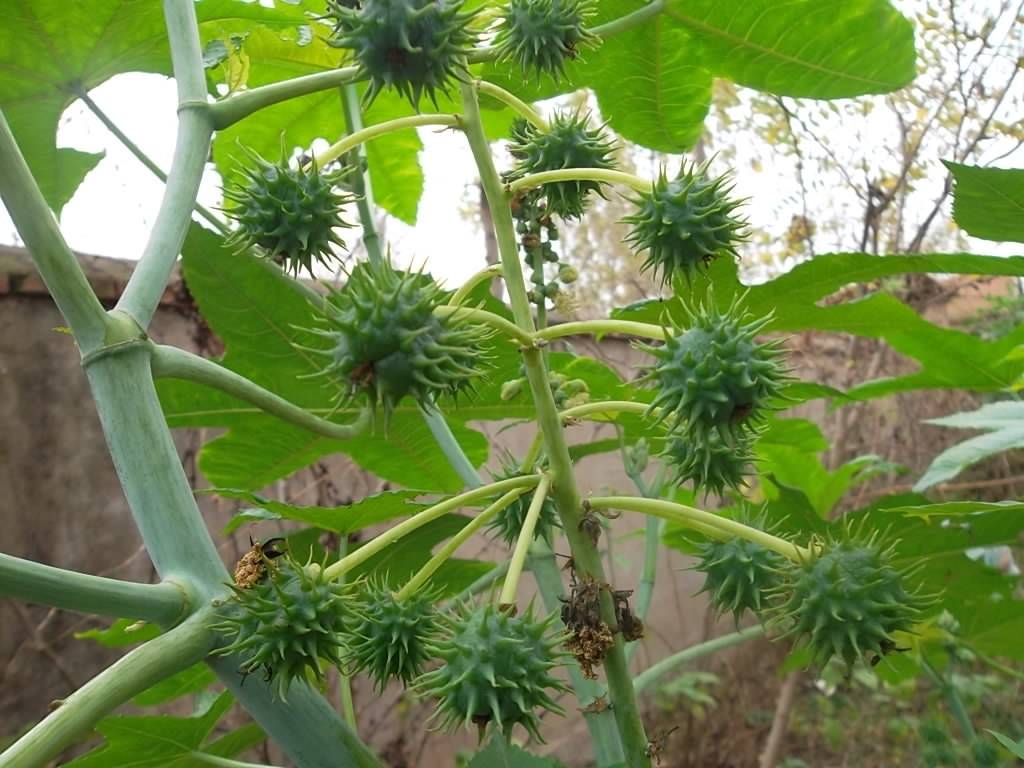 这种完美的毒药，可能就在你家院子里（蓖麻毒素）