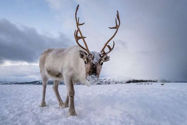 生活在北极的驯鹿，到底有什么本领能生活在冰天雪地中？