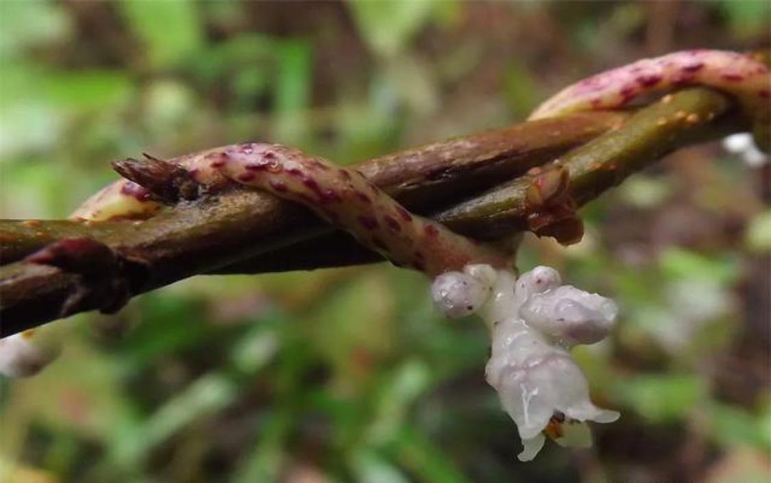 自然界中的神奇植物：能够自己决定基因的变化（神奇植物揭秘）