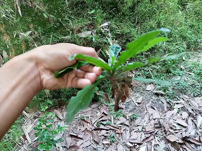 苦地胆是一味抗菌消炎的药材，食用的效果也是出乎意料