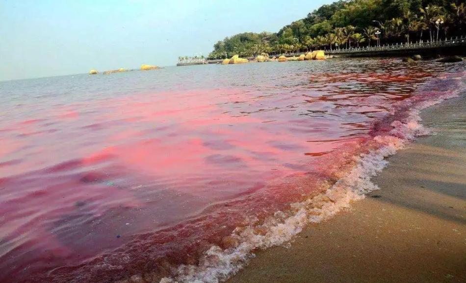 就在福建部分海域发现了有毒赤潮，当地禁食贝类海鲜，毒素超标