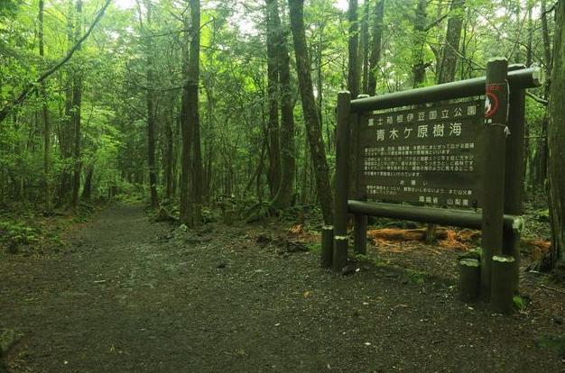 日本自杀森林尸体太多，每年竟有数以万计的人前去自杀！