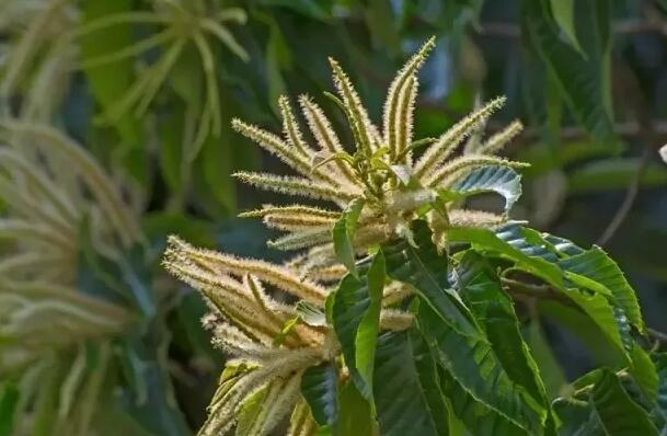 栗子花和石楠花的味道:类似于男性的特殊分泌物(味道刺鼻)