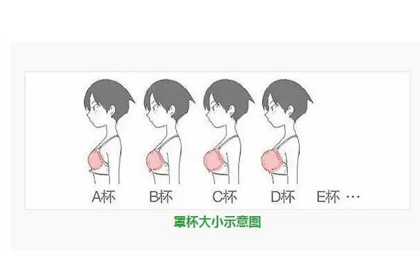 罩杯abcd怎么分大小：不同罩杯的相当于哪种水果(测量很简单)