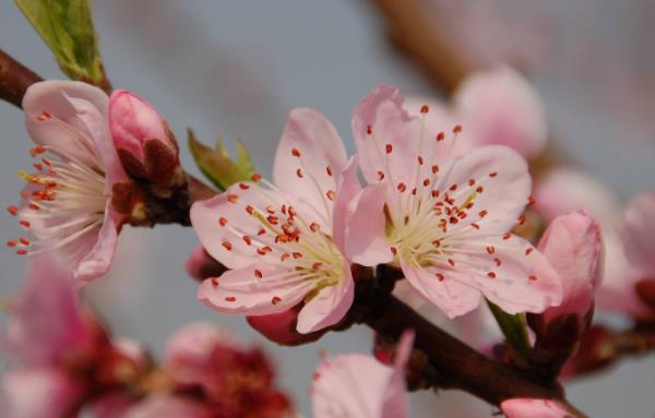 桃花是什么季节开的，春季3-4月盛开，象征甜蜜美满的爱情