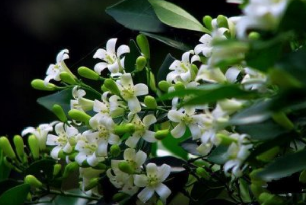 七里香是什么花：花语为做你爱的俘虏(又名木香花)