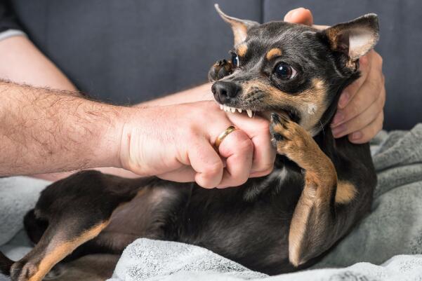 什么是狂犬病十日观察法：观察动物10日内是否发病