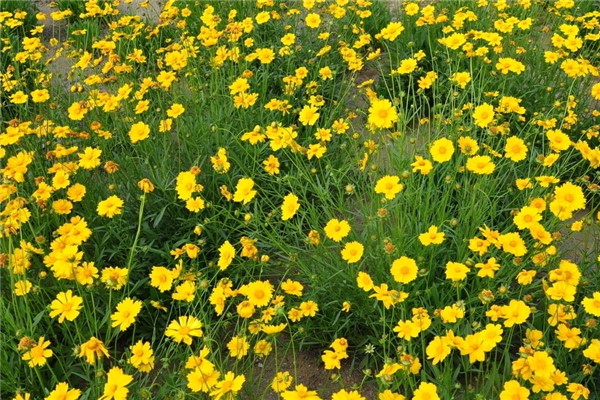 太阳花的花语是什么：如太阳一样的花朵（还寓意暗恋）