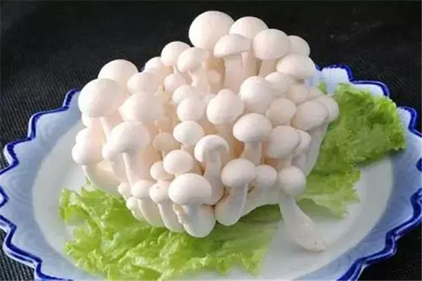 白玉菇不焯水有毒吗：没有（焯水洗掉腥味和苦味）