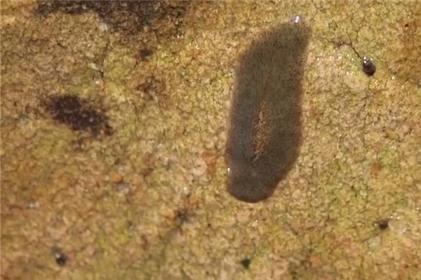 涡虫类动物：生活在淡水当中（可再生生物）