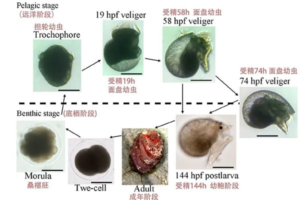 担轮幼虫：生活在海洋里面的生物（可以自由游泳）