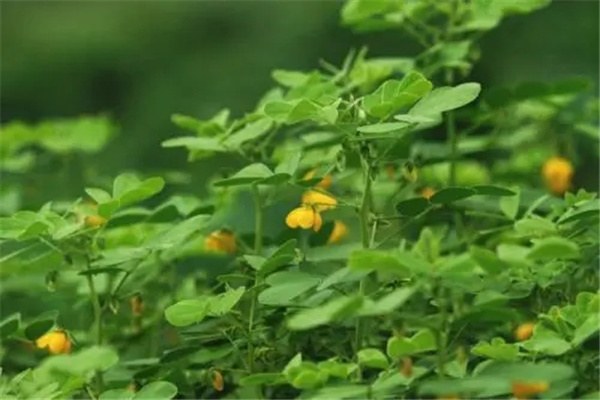 草决明的功效与作用：可以清肝明目润肠通便