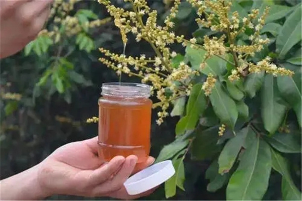 荔枝蜜和蜂蜜的区别：有独特气味（结晶不同）