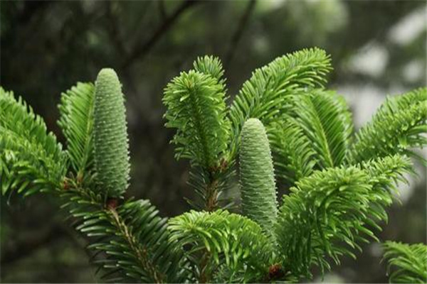 已经灭绝的远古花：百山祖冷杉（极为珍稀）