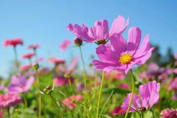 格桑花是什么花：格桑花是许多花的总称(表达珍惜之情)