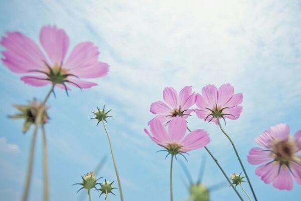 格桑花和波斯菊的区别：波斯菊是格桑花的一种(格桑花是总称)