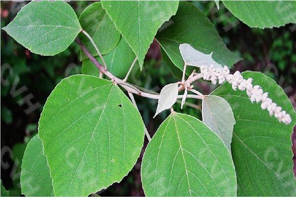 圆椎叶大戟：属于草本植物（种子表面光滑）