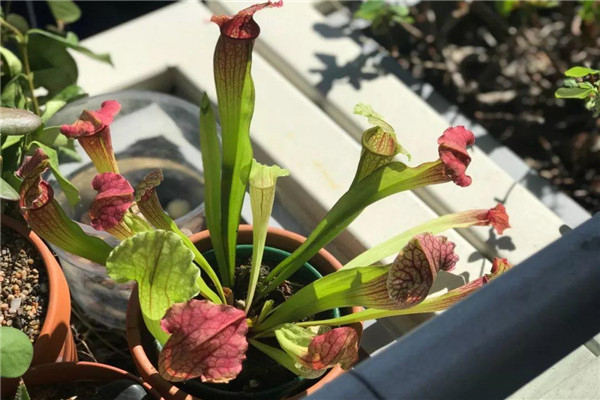 山地瓶子草：体型高大的食虫植物(野生植物）