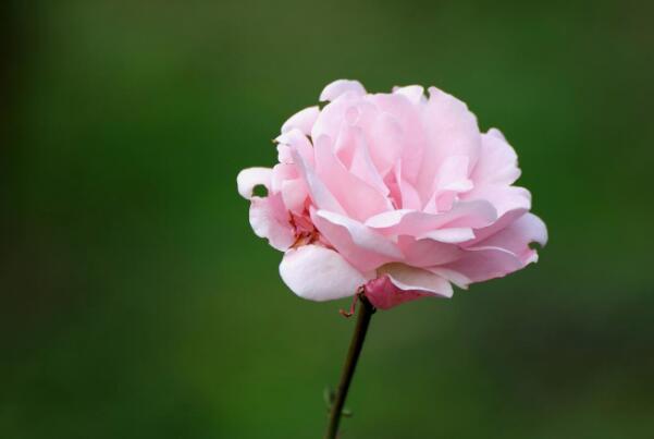 月季花的花语是什么：幸福、光荣和艳丽(各色月季花语大全)