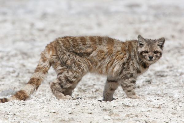 安地斯山猫:南美最濒危的山猫(总体不足2500只)