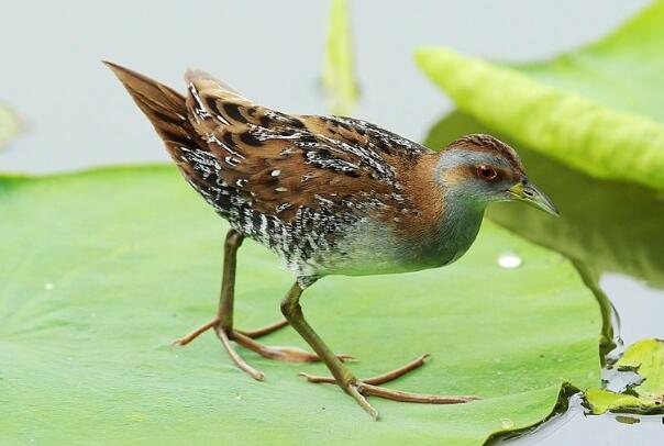 中国最小田鸡：花田鸡，长仅12厘米(爱躲藏)