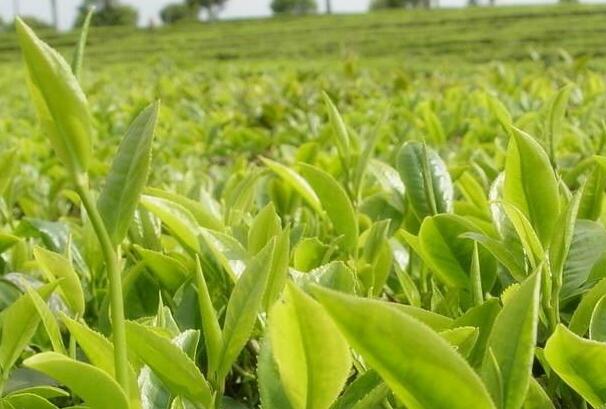 普洱茶是碱性还是酸性：新生茶酸性，熟茶和老生茶碱性