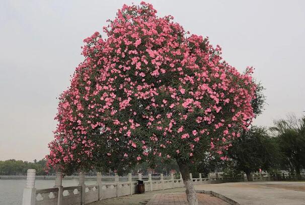 世界上毒性最强的花:夹竹桃，一片叶子让一婴孩丧命