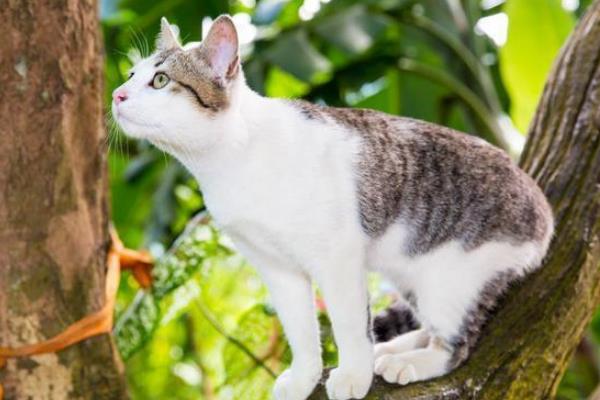 成年野猫可以养熟吗?需要一定相处时间(掌握驯养技巧)