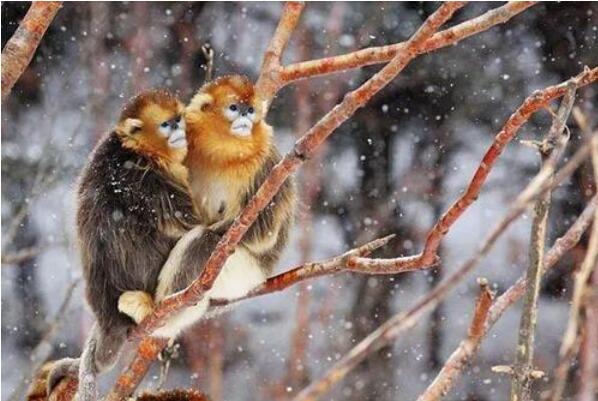 神农架近百只金丝猴雪后嬉戏:十分惬意(国家一级保护动物)